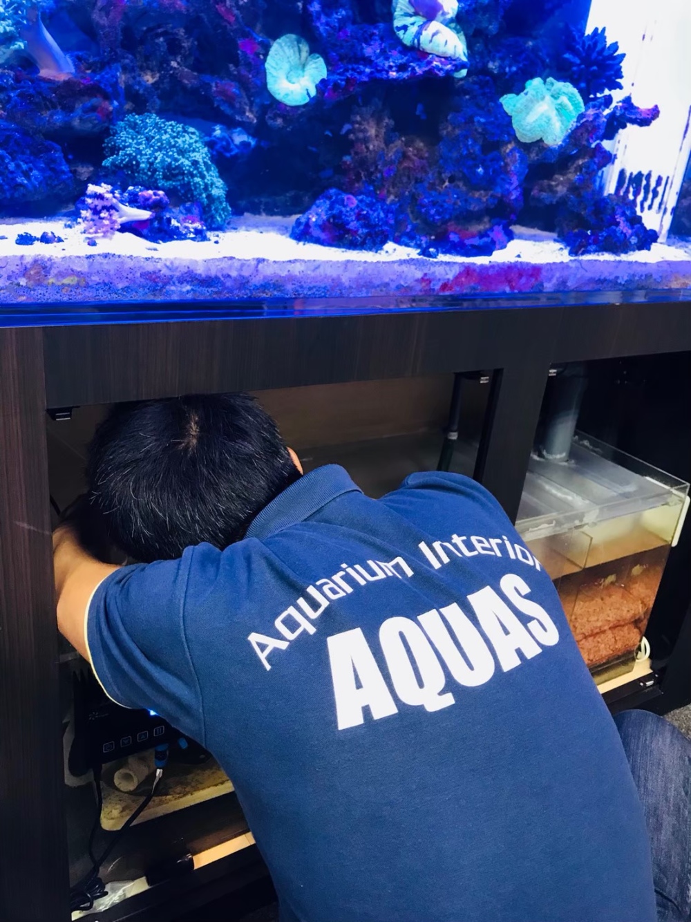 Aquas アクアリウム インテリア Aquas